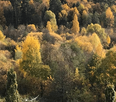 Сосновая роща